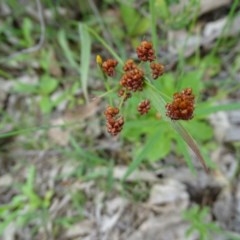 Luzula sp. (Woodrush) at Jerrabomberra, ACT - 27 Oct 2020 by Mike