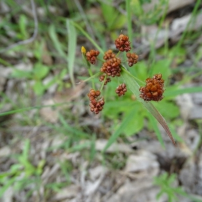 Luzula sp. (Woodrush) at Isaacs Ridge - 27 Oct 2020 by Mike