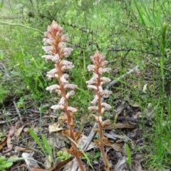 Orobanche minor (Broomrape) at Isaacs Ridge - 27 Oct 2020 by Mike