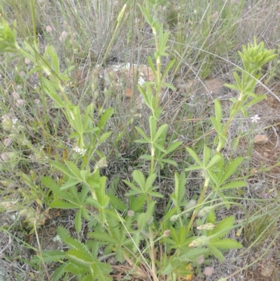 Potentilla recta (Sulphur Cinquefoil) at Molonglo Valley, ACT - 27 Oct 2020 by RichardMilner