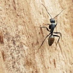 Camponotus aeneopilosus (A Golden-tailed sugar ant) at Lyneham Wetland - 27 Oct 2020 by tpreston