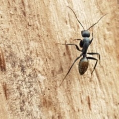 Camponotus aeneopilosus (A Golden-tailed sugar ant) at Lyneham, ACT - 27 Oct 2020 by tpreston