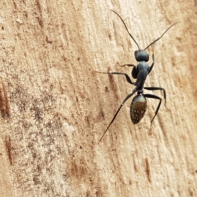 Camponotus aeneopilosus (A Golden-tailed sugar ant) at Lyneham, ACT - 27 Oct 2020 by tpreston