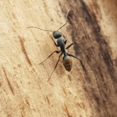 Camponotus aeneopilosus at Lyneham Wetland - 28 Oct 2020