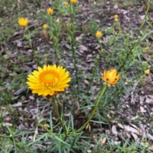 Xerochrysum viscosum at Yarralumla, ACT - 28 Oct 2020