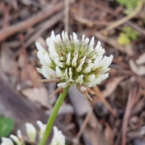 Trifolium repens at Lyneham, ACT - 28 Oct 2020 09:18 AM