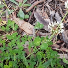 Trifolium repens at Lyneham, ACT - 28 Oct 2020