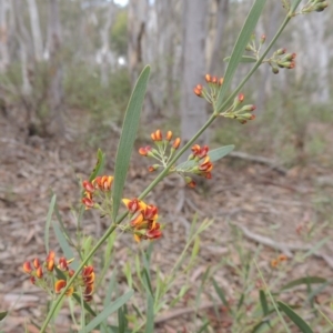 Daviesia leptophylla at Crace, ACT - 5 Oct 2020