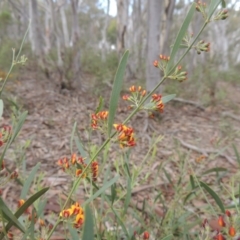 Daviesia leptophylla at Crace, ACT - 5 Oct 2020