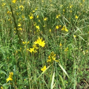 Bulbine bulbosa at Yarralumla, ACT - 28 Oct 2020