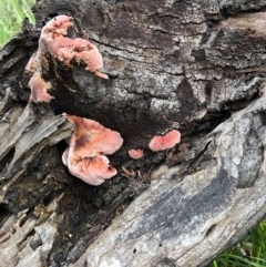 Rhodofomitopsis lilacinogilva complex (Lilac Shelf Fungus) at Yarralumla, ACT - 28 Oct 2020 by Ratcliffe