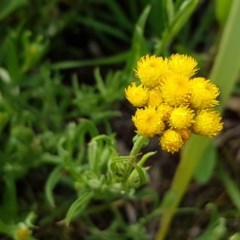 Chrysocephalum apiculatum (Common Everlasting) at City Renewal Authority Area - 28 Oct 2020 by trevorpreston