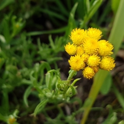 Chrysocephalum apiculatum (Common Everlasting) at Lyneham, ACT - 27 Oct 2020 by tpreston