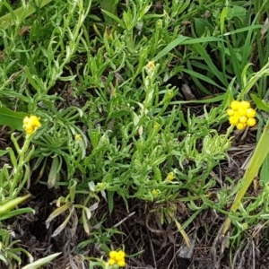 Chrysocephalum apiculatum at Lyneham, ACT - 28 Oct 2020