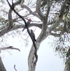 Callocephalon fimbriatum (Gang-gang Cockatoo) at Yarralumla, ACT - 28 Oct 2020 by Ratcliffe