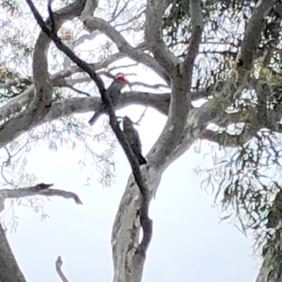 Callocephalon fimbriatum (Gang-gang Cockatoo) at Yarralumla, ACT - 28 Oct 2020 by Ratcliffe