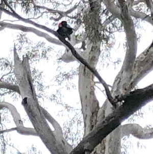 Callocephalon fimbriatum at Yarralumla, ACT - suppressed