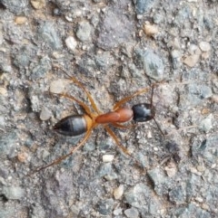 Camponotus consobrinus (Banded sugar ant) at Lyneham, ACT - 27 Oct 2020 by tpreston