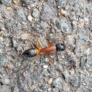 Camponotus consobrinus at Lyneham Wetland - 28 Oct 2020 09:23 AM