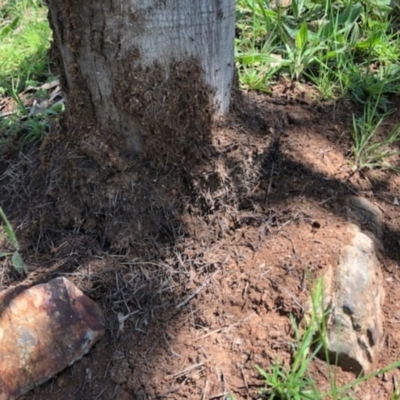 Papyrius nitidus (Shining Coconut Ant) at Red Hill, ACT - 4 Oct 2020 by Ratcliffe