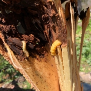 Maroga melanostigma at Red Hill, ACT - 4 Oct 2020