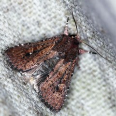 Dasygaster padockina (Tasmanian Cutworm) at O'Connor, ACT - 29 Mar 2020 by ibaird