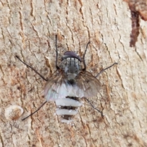 Entomophthora sp. (genus) at Lyneham, ACT - 28 Oct 2020 09:47 AM