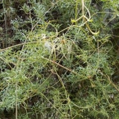 Clematis leptophylla (Small-leaf Clematis, Old Man's Beard) at Majura, ACT - 27 Oct 2020 by jamesjonklaas