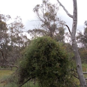 Clematis leptophylla at Majura, ACT - 27 Oct 2020