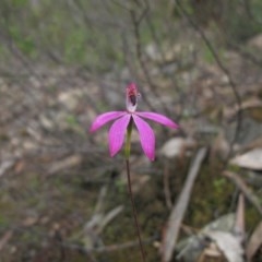 Caladenia congesta (Pink Caps) at Tralee, NSW - 28 Oct 2020 by IanBurns