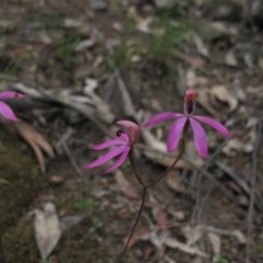 Caladenia congesta at Tralee, NSW - 28 Oct 2020