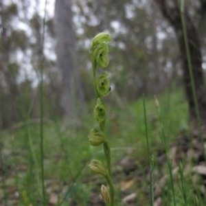 Hymenochilus muticus at Tralee, NSW - suppressed