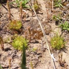 Isoetopsis graminifolia (Grass Cushion Daisy) at Booth, ACT - 22 Oct 2020 by MichaelMulvaney