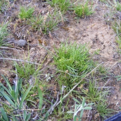 Isoetopsis graminifolia (Grass Cushion Daisy) at Symonston, ACT - 22 Oct 2020 by MichaelMulvaney