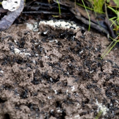 Camponotus aeneopilosus (A Golden-tailed sugar ant) at Uriarra Village, ACT - 28 Oct 2020 by JudithRoach