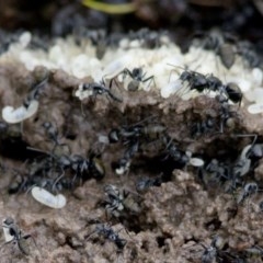 Camponotus aeneopilosus at Uriarra Village, ACT - 28 Oct 2020