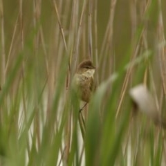 Acrocephalus australis (Australian Reed-Warbler) at Burradoo - 28 Oct 2020 by Snowflake