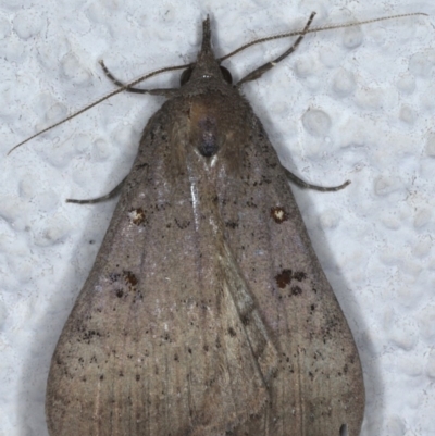 Rhapsa suscitatalis (Wedged Rhapsa) at Ainslie, ACT - 27 Oct 2020 by jbromilow50