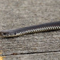 Austrelaps ramsayi (Highlands Copperhead) at Burradoo, NSW - 28 Oct 2020 by Snowflake