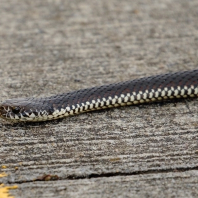 Austrelaps ramsayi (Highlands Copperhead) at Burradoo, NSW - 28 Oct 2020 by Snowflake
