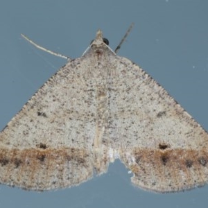 Parosteodes fictiliaria at Ainslie, ACT - 27 Oct 2020