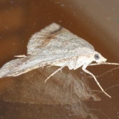 Parosteodes fictiliaria at Ainslie, ACT - 27 Oct 2020