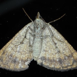 Parosteodes fictiliaria at Ainslie, ACT - 27 Oct 2020