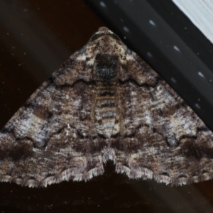 Cryphaea xylina at Ainslie, ACT - 27 Oct 2020