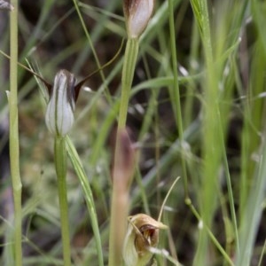 Pterostylis pedunculata at Coree, ACT - 28 Oct 2020