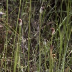 Pterostylis pedunculata at Coree, ACT - 28 Oct 2020