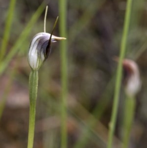 Pterostylis pedunculata at Coree, ACT - 28 Oct 2020