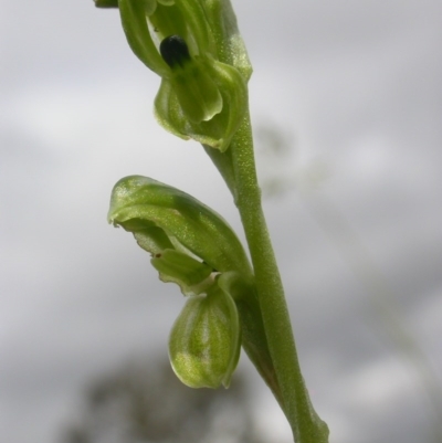 Hymenochilus bicolor (Black-tip Greenhood) at Watson, ACT - 28 Oct 2020 by waltraud