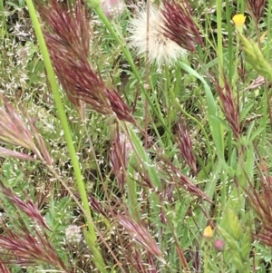 Bromus rubens at Holt, ACT - 28 Oct 2020