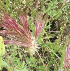 Bromus rubens at Holt, ACT - 28 Oct 2020